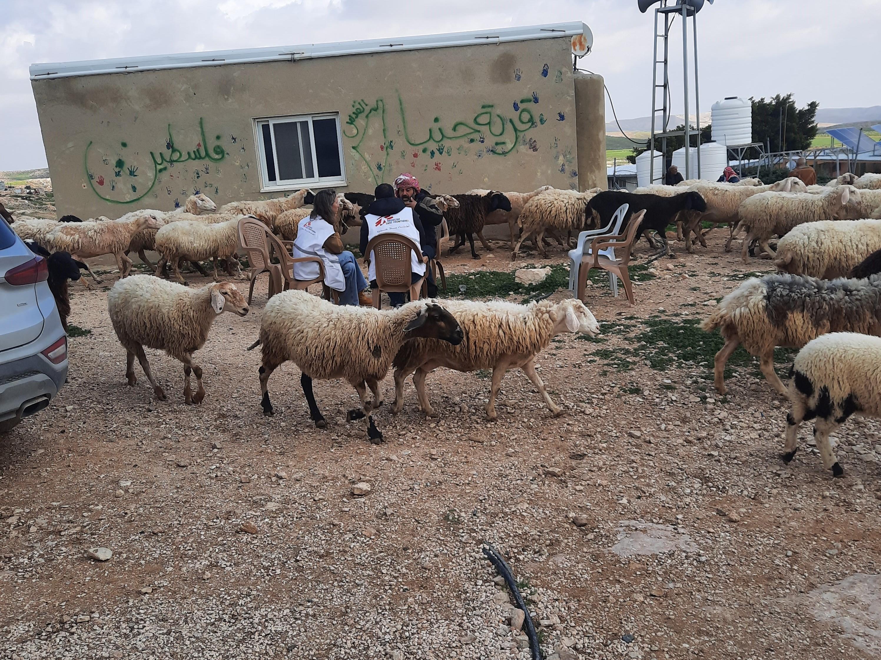 Les communautés d'éleveurs sont obligées de garder leurs moutons à l'intérieur de la communauté parce qu'elles ne peuvent pas aller dans les montagnes pour le pâturage naturel en raison de la violence accrue et des restrictions de mouvement par les forces israéliennes et les colons.© MSF