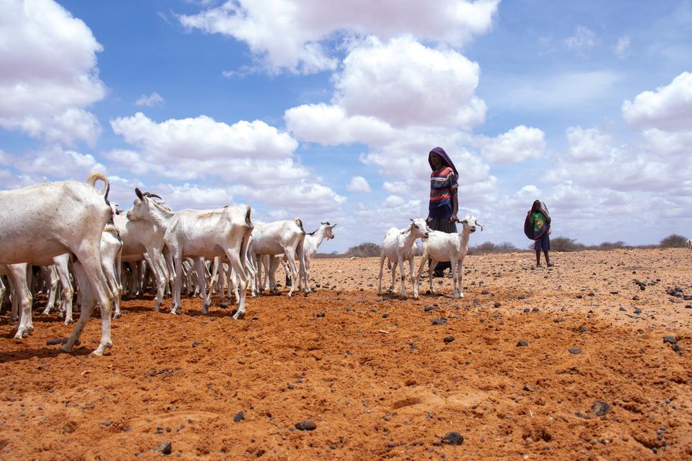 Il y a trois ans, Tahliil Abdulahi Cali possédait 250 chèvres. Aujourd’hui, il n’en a plus que 100. Les autres sont mortes à cause de l’absence de pluies, saison après saison, dans sa communauté de la région de Mudug, en Somalie. ©Mohamed Said Barkhadle/MSF 