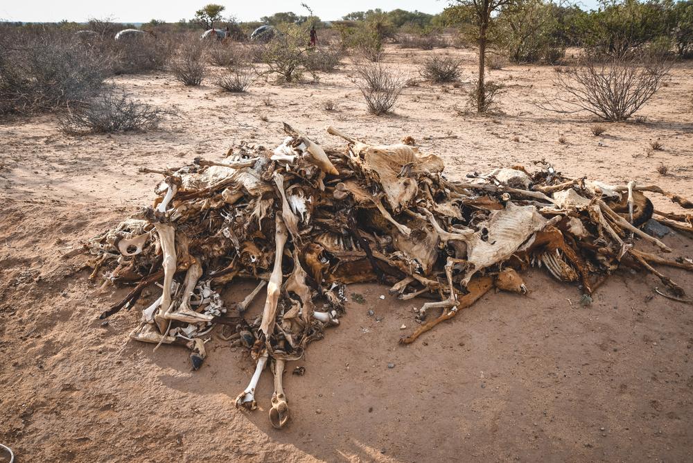 The ongoing drought in Illeret ward has led to an increase in malnutrition cases in households due to continued reduction in milk consumption resulting from deterioration and deaths of livestock for the pastoralist community. 