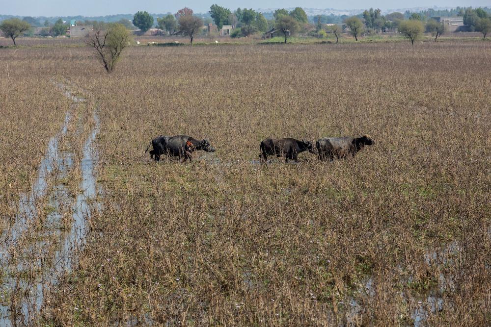 Un garçon avec ses buffles patauge dans l&#039;eau de pluie stagnante dans un champ de coton endommagé, village près de Khipro, Sanghar, province du Sindh,Pakistan. 