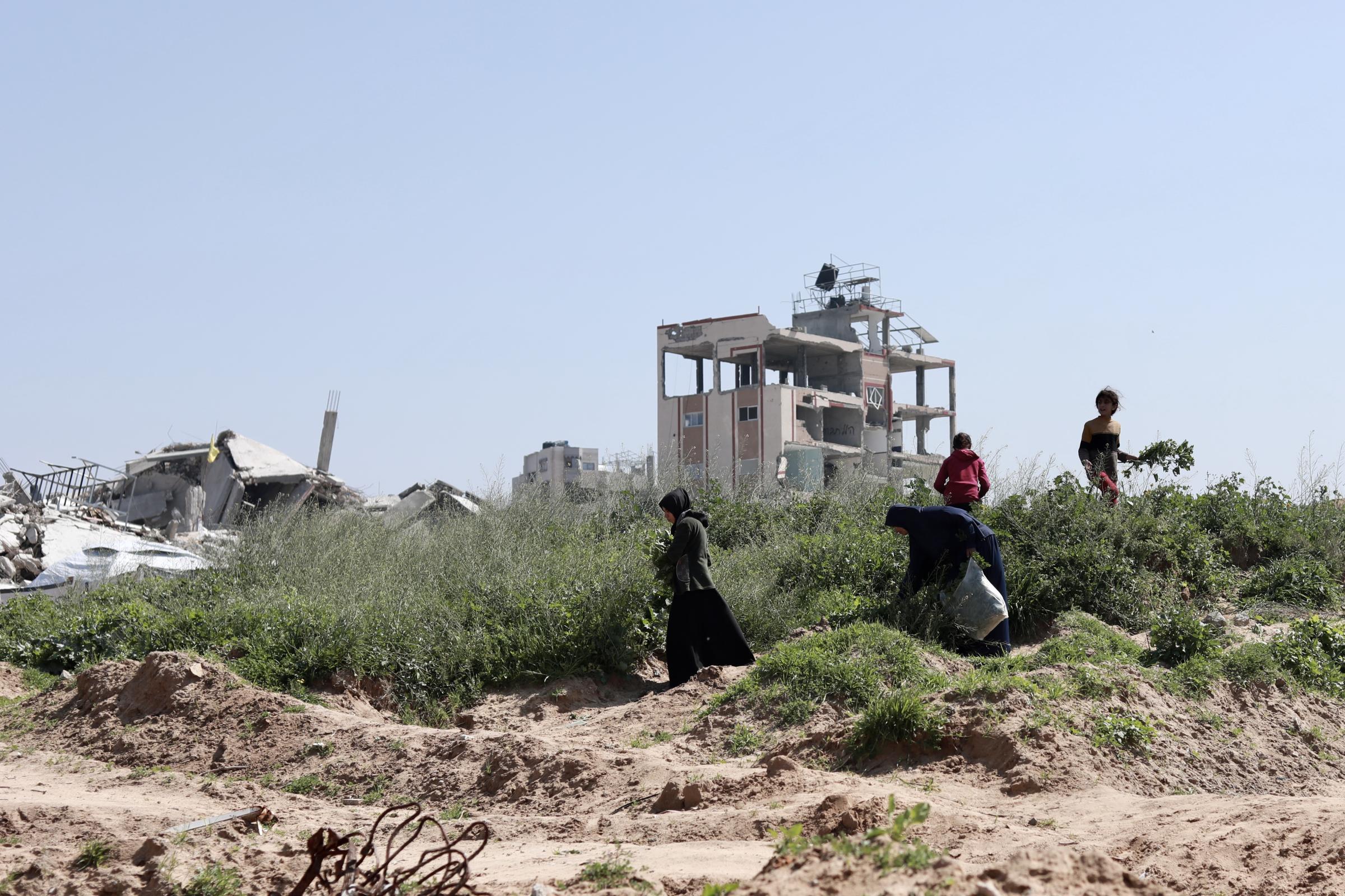 Une famille palestinienne cueille de la mauve commune (Khobiza), une plante sauvage, à Beit Lahia, au nord de Gaza.