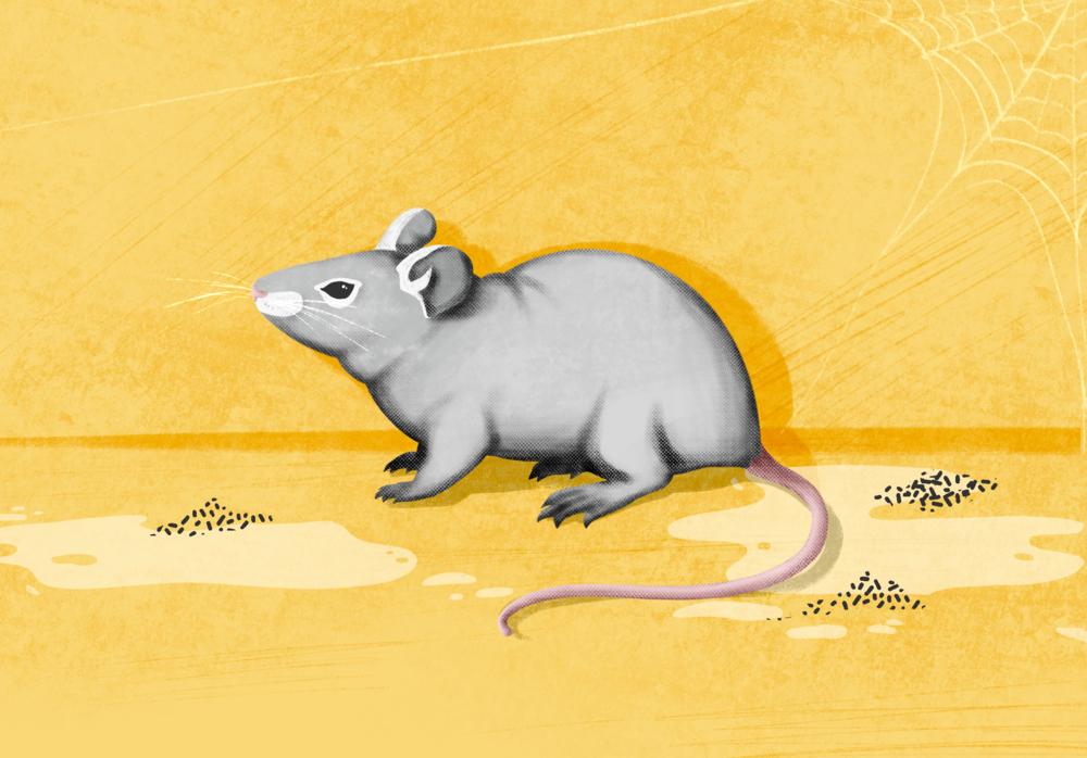 Illustration d'une rat © Dora Naliesna/MSF 
