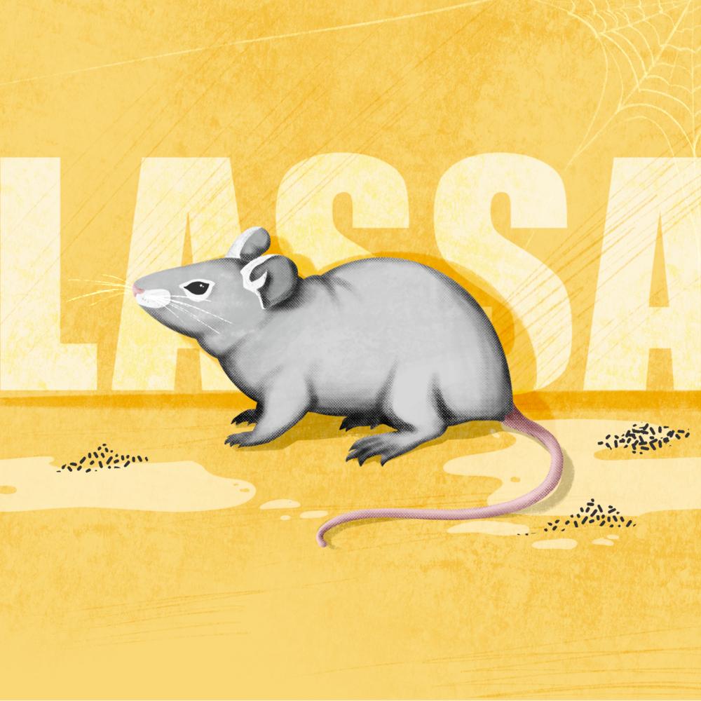 La fièvre de Lassa est propagée par une espèce de rat que l'on trouve principalement dans trois États de l'est et du sud du Nigeria : Edo, Ondo et Ebonyi.  © Dora Naliesna/MSF