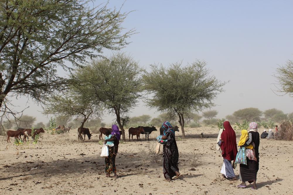 31/12/2022, au Chad. En raison du manque de pluie et d&#039;une très mauvaise récolte cette année, il est devenu difficile pour les agriculteurs de nourrir leurs animaux. 