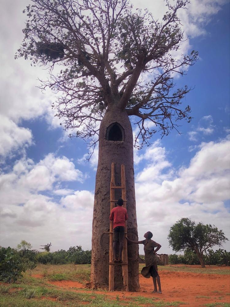Sahondra et son mari recueillent l&#039;eau de pluie dans un baobab réservoir d&#039;eau. 