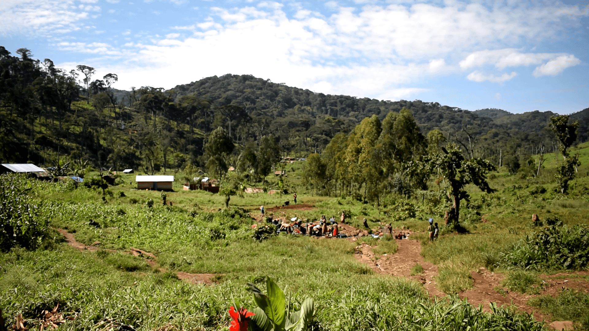 Le parc national de Kahuzi Biega, inscrit au patrimoine mondial de l'Unesco. Ce statut a été obtenu au prix de l'expulsion des communautés pygmées nomades qui vivaient là depuis des générations. Novembre 2020. RDC. 