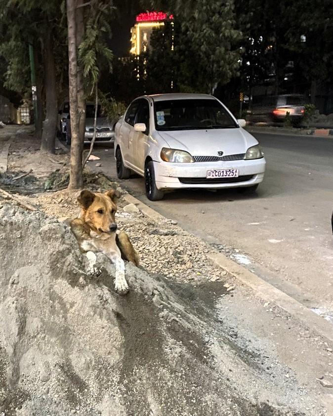 Chien dans les rues d'Addis-Abeba ©MSF