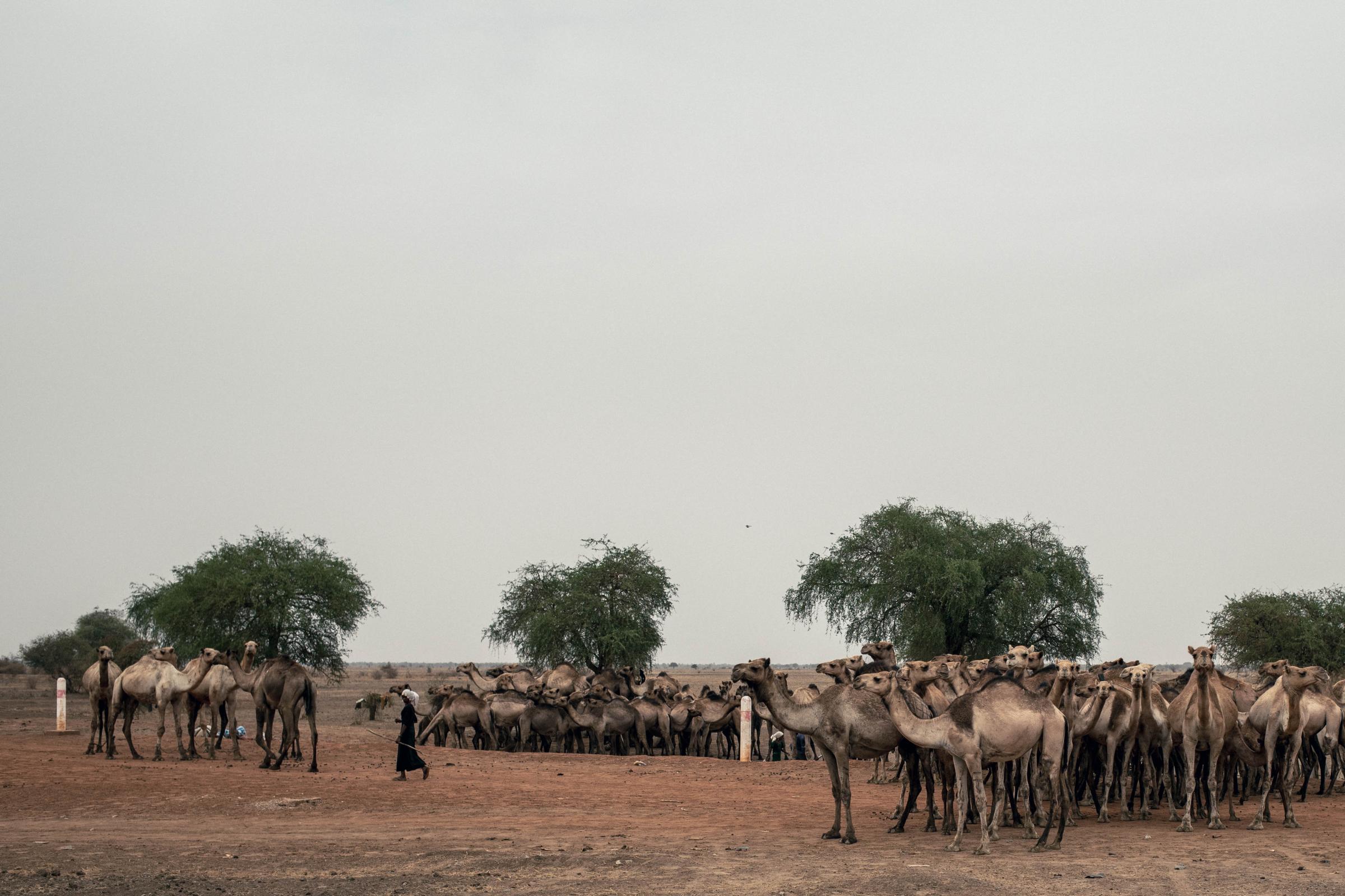 Un troupeau de chameaux à l'entrée d'Am Timan, province de Salamat, Tchad